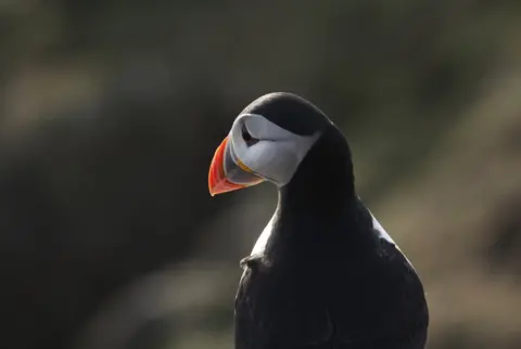 BBC Puffin on the Isle of May