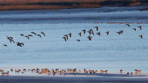 National Trust/PA Media Dark bellied geese at Northey Island