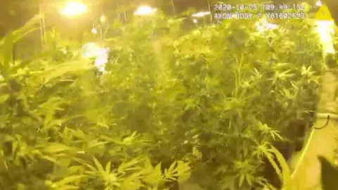 Cannabis plants in barn