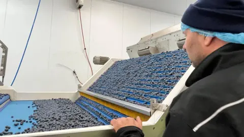 BBC/Julia Gregory Blueberry machine