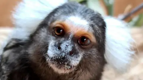 Marmoset at Fife Zoo