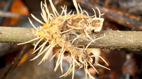 Cordyceps infecting a caterpillar