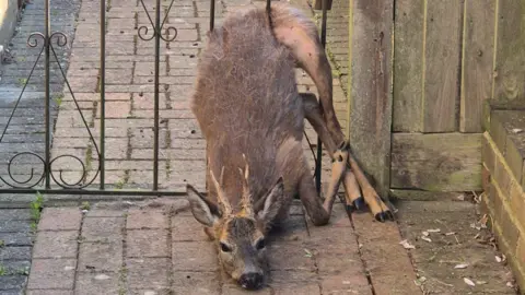 A deer stuck in metal railings of a garden gate