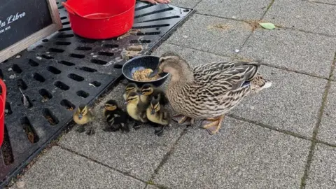A brown duck with a brood of six brown and yellow ducklings. They are standing on the pavement in front of a small bowl of duck food and two small buckets filled with water.
