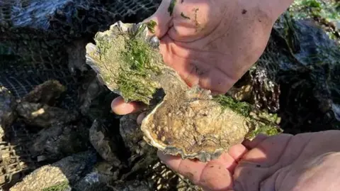 A pair of Pacific Rock Oysters cradled in the hands of Farm Manager Renny Hall off the coast of Whitstable