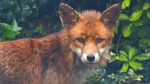 Image showing the head and shoulders of a red fox. The fox is standing and looking at the camera. In the background can be seen an ivy bush and foliage.