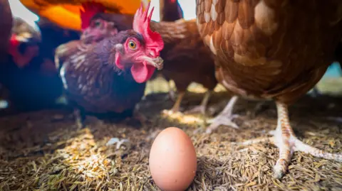 A chicken looks down closely at an egg