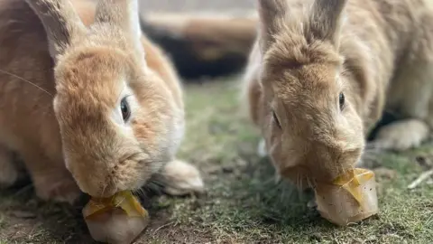 Exotic Zoo Rabbits keeping cool