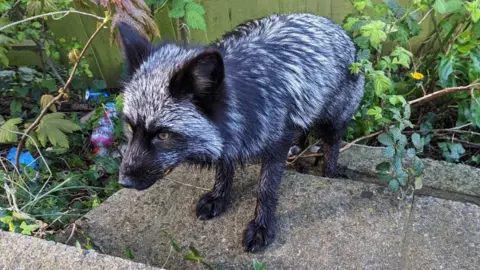 Black Fox UK Black fox