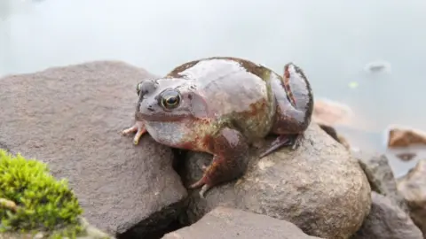 Alex Harvey Frog