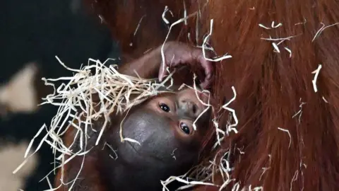 Dudley Zoo and Castle Baby orangutan and mum