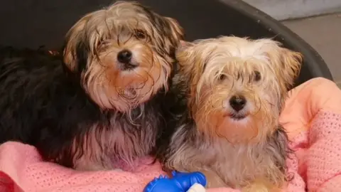 RSPCA Two Yorkies