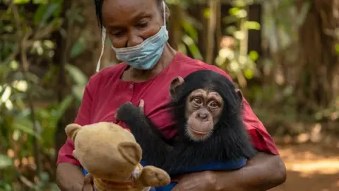 Grace Ekpu/BBC Posseh Kamara takes care of the orphaned baby chimps at the sanctuary