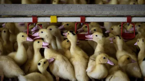 Getty Images Ducklings raised for foie gras