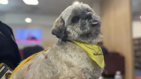 Alfie, the six-year-old Shih Tzu