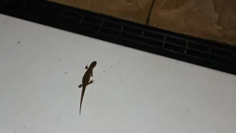 Cambridshire Police Newt on a doorstep
