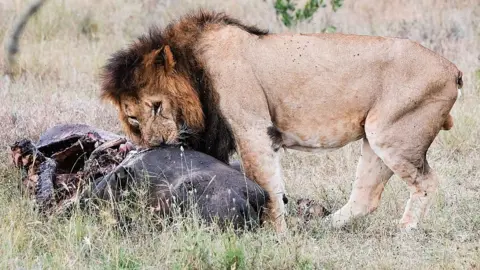 Getty Images A lion feasts on the carcass of a rhinoceros in Kenya