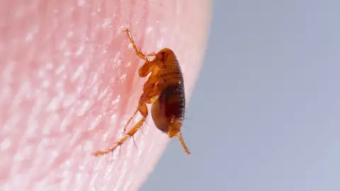  S.Rohrlach via Getty Images A flea on human skin