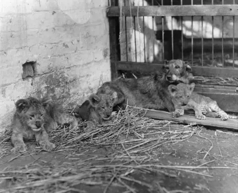 Walsall Archive A black and white image of three lion cubs lying on straw. One is leaning against a lurcher dog