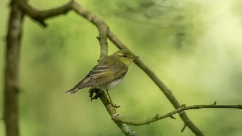 RSPB/PA A grey and yellow feathered bird perched on a branch. The background is green and out of focus.