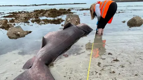 A woman wearing an orange high-vis jacket holds a yellow measuring tape next to a large shark which has washed up on the beach.