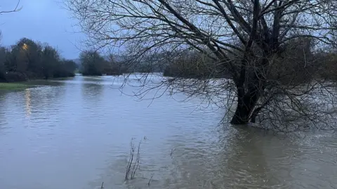 A field covered in water. There is a bare tree in the middle.