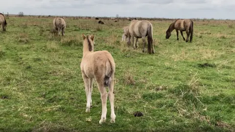 David Webster/BBC A foal standing in a field with other horse