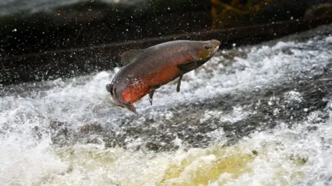 Getty Images A file picture of an Atlantic salmon leaping out of the rough waters of a river cascade