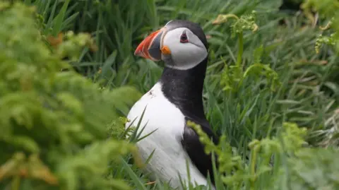 Close up of puffin in the grass on Skomer Island
