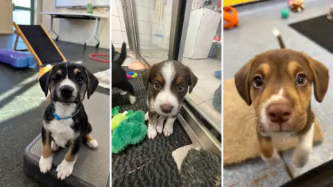 Dogs Trust A composite image of three baby black, white and brown Border Collie Cross dogs.