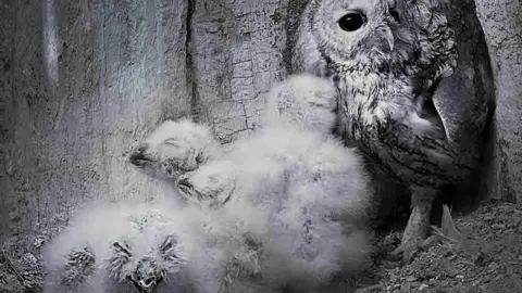 Robert E Fuller A black and white image of three white fluffy owlets with their eyes closed. An adult Tawny owl stands on their right. They are all inside a wooden box. 