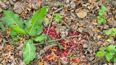 Image of red pellets, believed to be rat poison, on the forest floor with brown leaves and green weeds