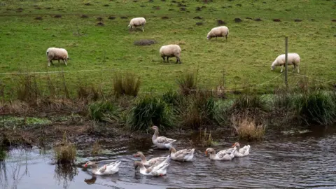 Getty Images Sekawanan domba berkeliaran di sepetak rumput dengan bebek di sungai terdekat.