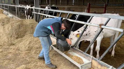 A man tending to a cow. He is crouched down and feeding the cow out of a bucket.