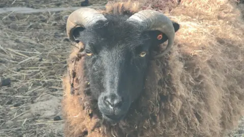A sheep with a black face, grey horns and a shaggy wool coat stands on a straw-covered floor.