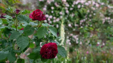 Sophie Bolesworth/National Trust Red roses in bloom. 