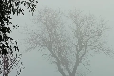 BBC Weather Watchers / Spenny seasons A silhouette of a tree can barely be made out through the fog.