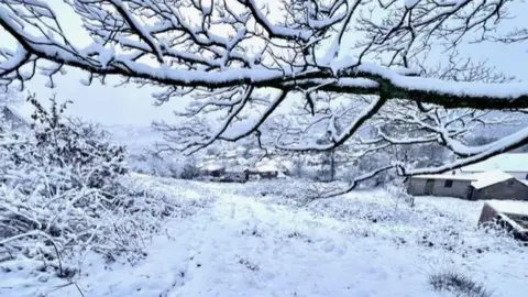 Weather Watchers/Wendy for Ponty Snow settled on trees in Pontypridd
