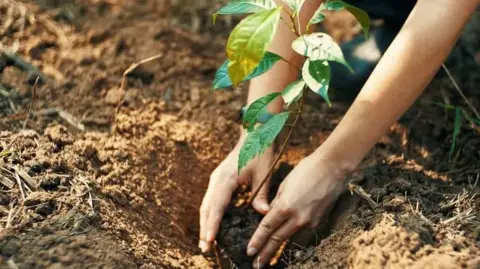 Getty Images Hands can be seen planting a sapling in a hole in soil.