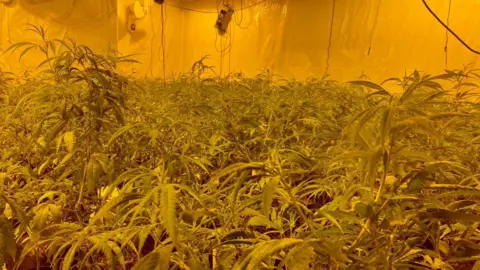 West Mercia Police The plants