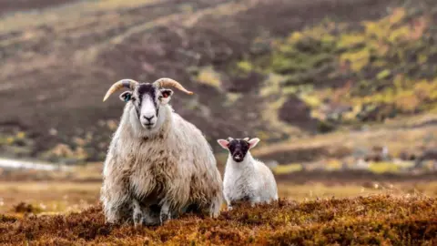 Hazel Thomson A ewe and lamb in the hills around Lochindorb