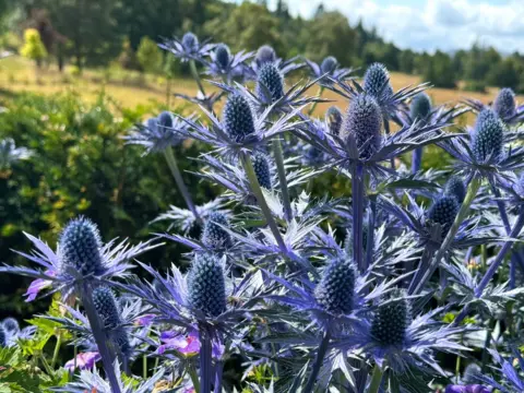 Lorna Donaldson Close-up of purple/blue tinged flowers