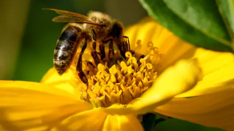 Getty Images A small bee on a yellow flower