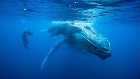 Doug Allan a diver filming a whale