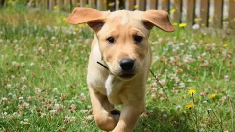 A sandy-coloured dog in a field running towards the camera