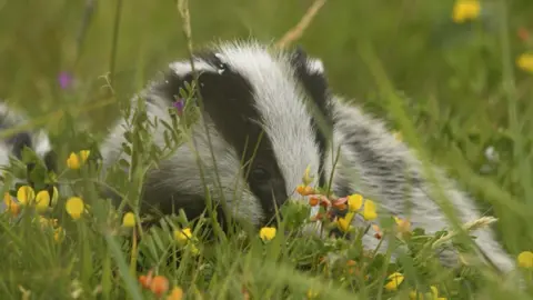 Photo provided by the South West Coast Path Association, Photographer: Archie Raistrick A badger is hunkered down in a grassy area. Grass steams, and flowers are growing around the badger. The animal has white and black stripes on its face. 