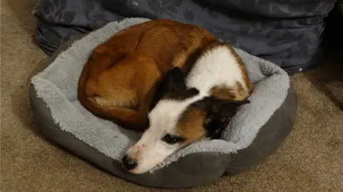 PAT WARD Benny the dog in his bed, a rescue corgi cross, back curled up in his bed