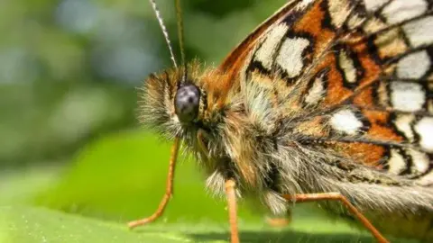 Kent Wildlife Trust A close up picture of the Heath Fritilliary butterfly, a brown and white insect, photographed in a wood.