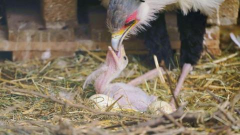 Mum feeding chick with two eggs in the nest