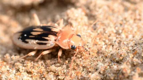 Liam Olds A black and sandy coloured beetle on some light-coloured sand.